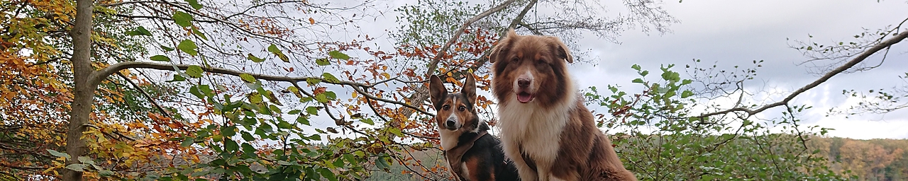 Manche Menschen können sich nicht mehr um ihre Tiere kümmern und müssen sie an Tierheime abgeben. Hier kannst Du ihm Rahmen des BFDs unterstützen